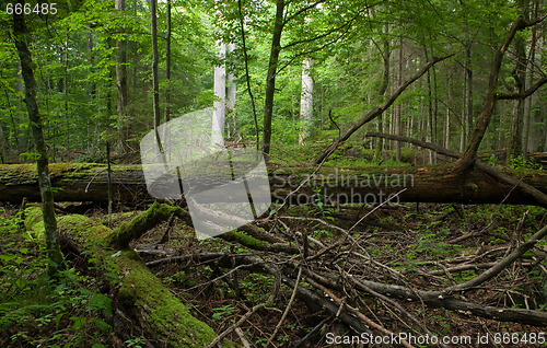 Image of Fresh deciduous stand of Bialowieza Forest in springtime