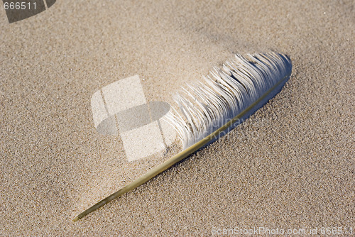 Image of Feather on the beach