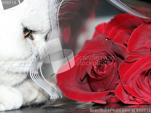 Image of cat and rose