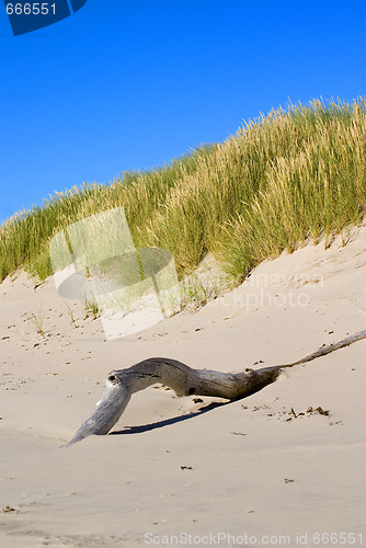 Image of Driftwood on the beach