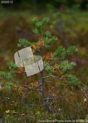 Image of Small tree