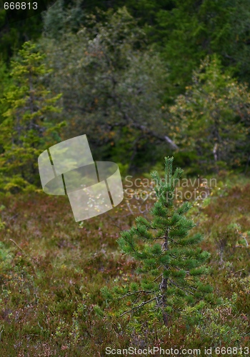 Image of Trees in autumn