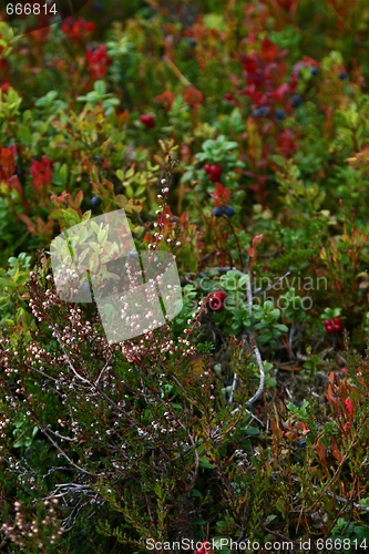 Image of Berries and heather