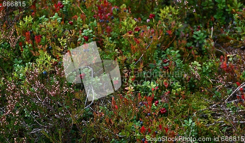 Image of Blueberries and lingonberries