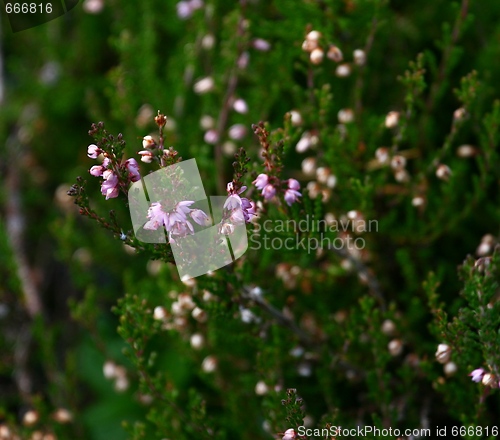 Image of Heather