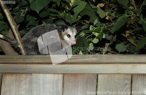 Image of Possum