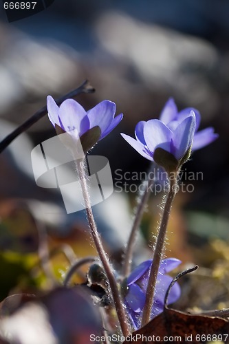 Image of Blue anemone