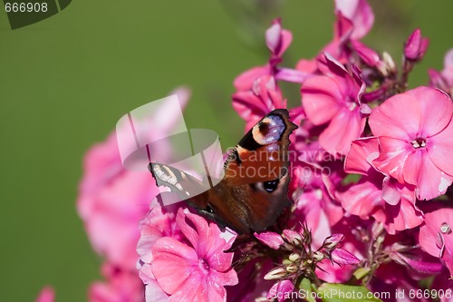 Image of butterfly on pink flower