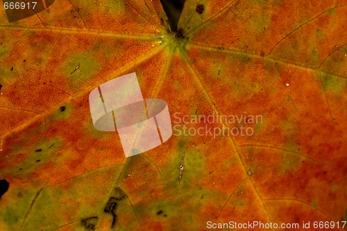 Image of maple leaf