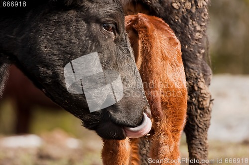 Image of licking 