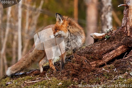 Image of red fox