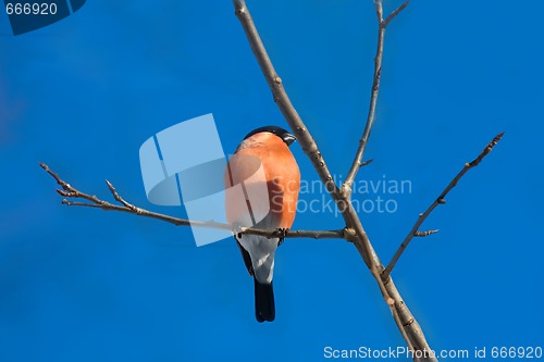 Image of bullfinch