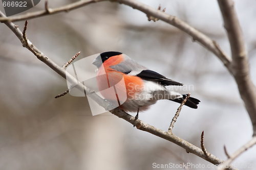 Image of bullfinch