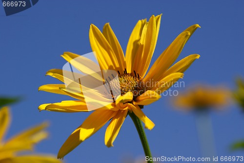 Image of Oxeye Sunflower
