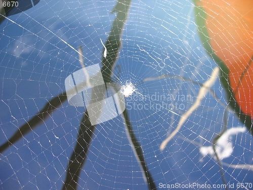 Image of Spider web