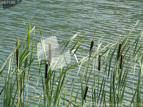 Image of Stand of green cattails