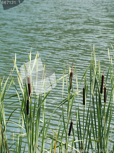 Image of Stand of green cattails