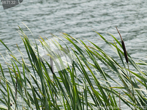 Image of Stand of green cattails