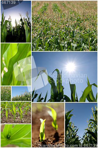 Image of Green corn collage