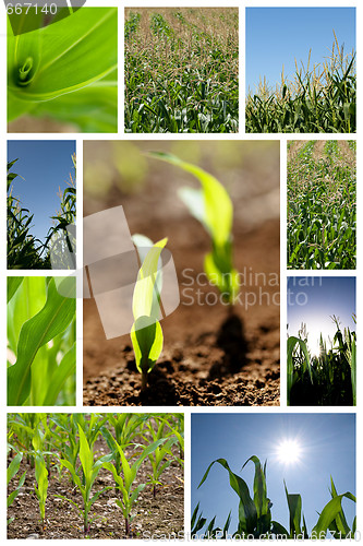 Image of Green corn collage