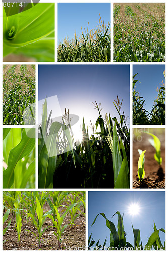 Image of Green corn collage