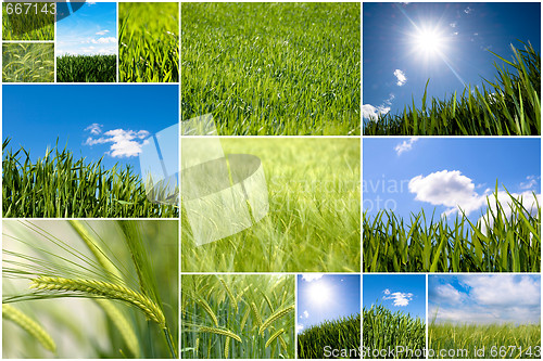 Image of Green wheat collage
