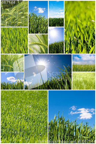Image of Green wheat collage