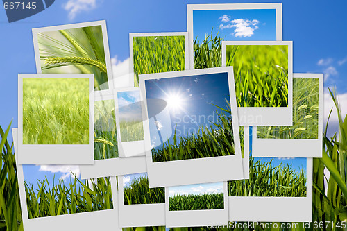 Image of Green wheat collage