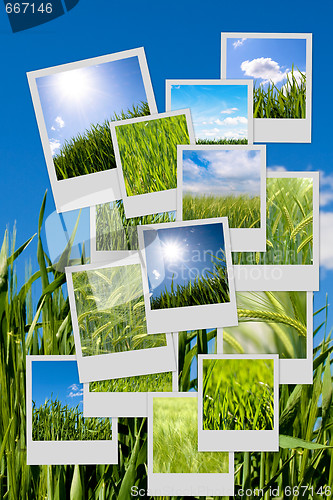 Image of Green wheat collage