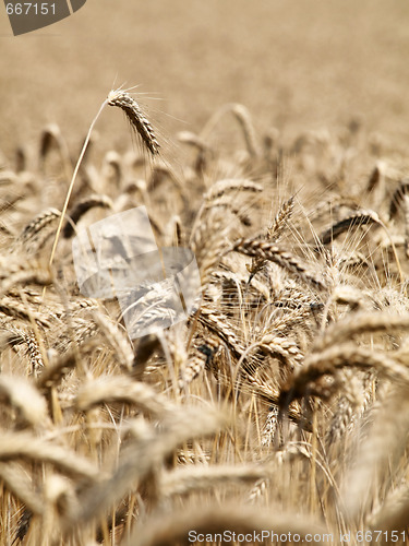 Image of Golden wheat field