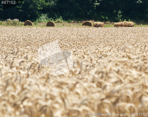 Image of Golden wheat field