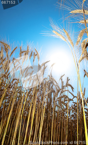 Image of Golden wheat field