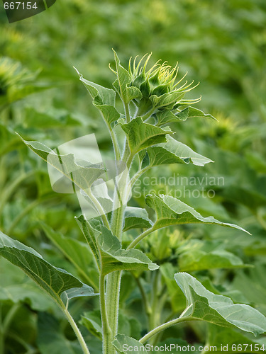 Image of Green sunflower