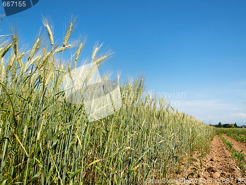 Image of Green wheat field