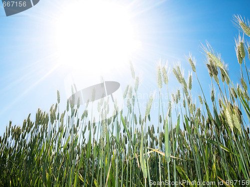 Image of Green wheat and sun