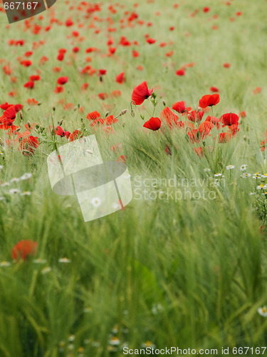 Image of Fresh young barley field