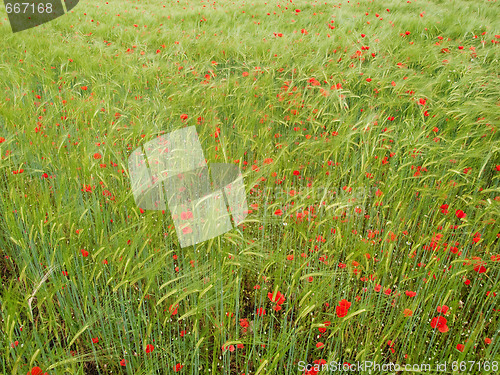 Image of Fresh young barley field