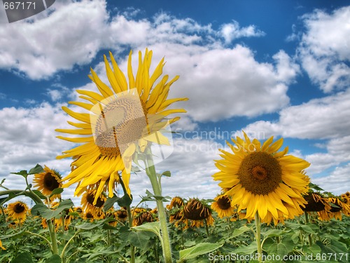 Image of Sunflower  field