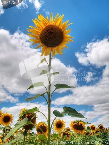 Image of Sunflower  field