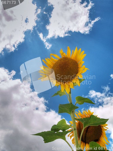 Image of Sunflower  field