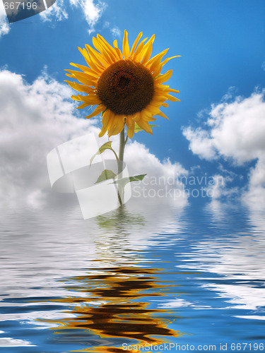 Image of Sunflower  field