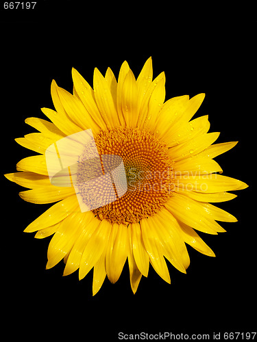 Image of Sunflower macro