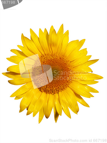 Image of Sunflower macro