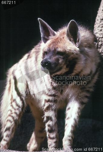Image of Hyena