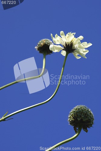 Image of Cephalaria Flowers Against Sky