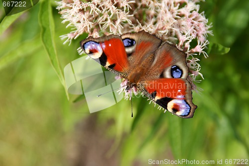 Image of Peacock Butterfly Perspective