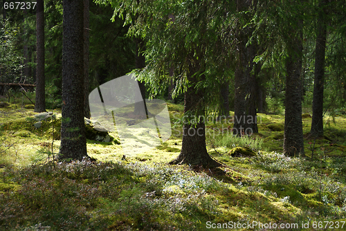 Image of Sunlit Forest