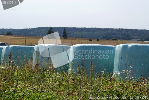 Image of Bales of Silage