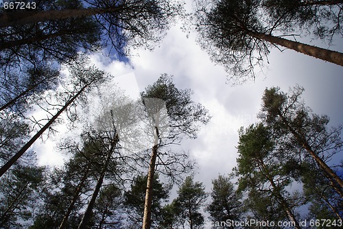 Image of Pine Tree Tops