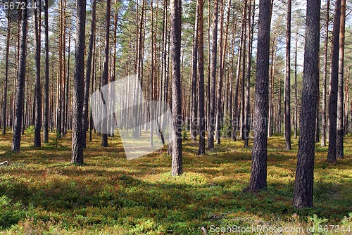 Image of Pine Forest